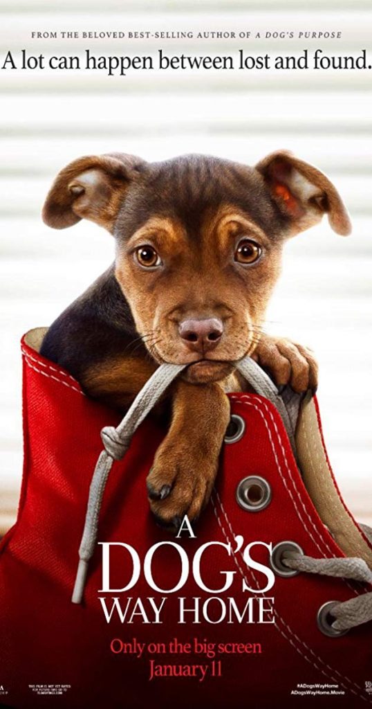 A Dog's Way Home (2019): เพื่อนรักผจญภัยสี่ร้อยไมล์ 1 A Dogs Way Home 2019 เพื่อนรักผจญภัยสี่ร้อยไมล์